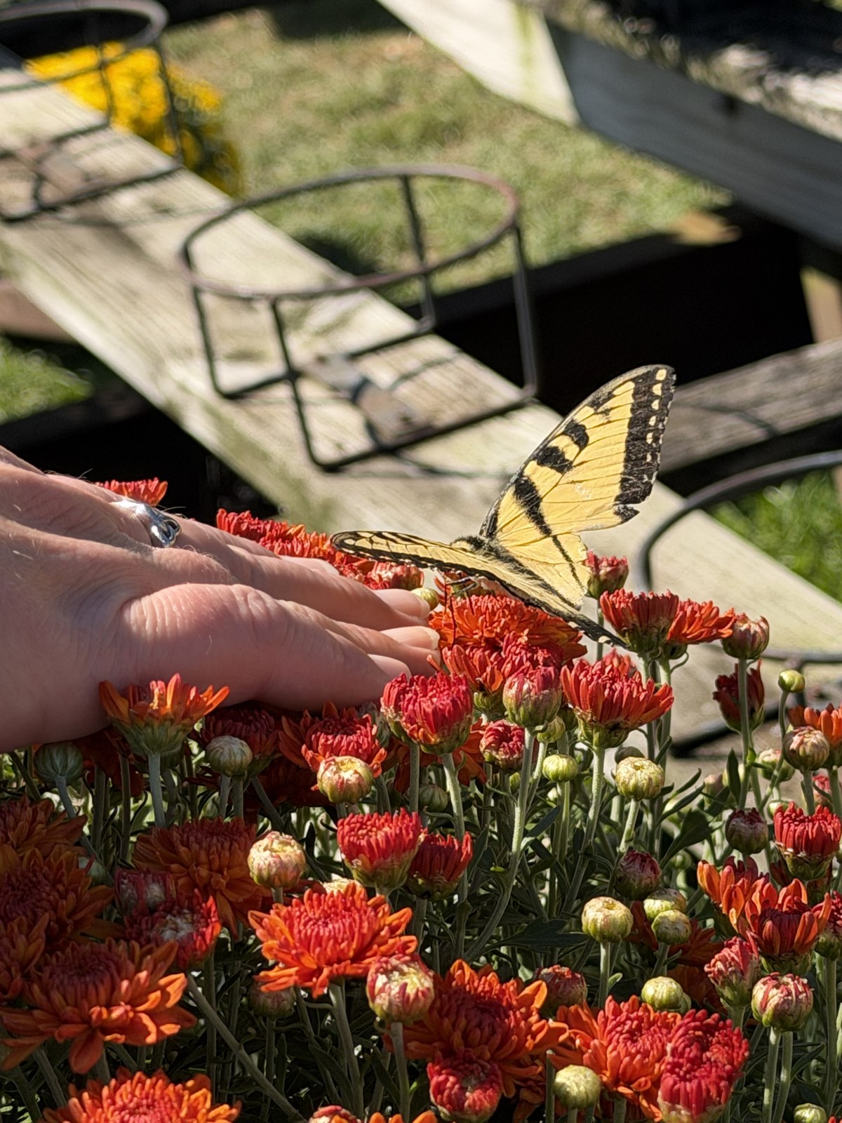 A yellow-and-black butterfly resting on orange mums at The Mum Farm.