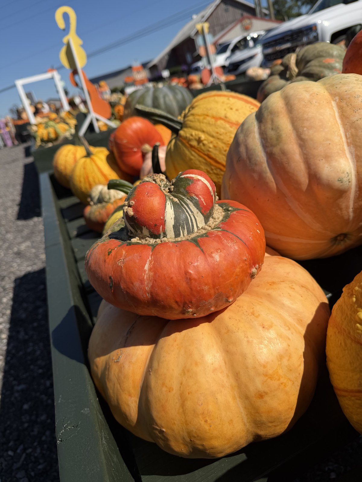 Colorful pumpkins and gourds displayed at The Mum Farm.