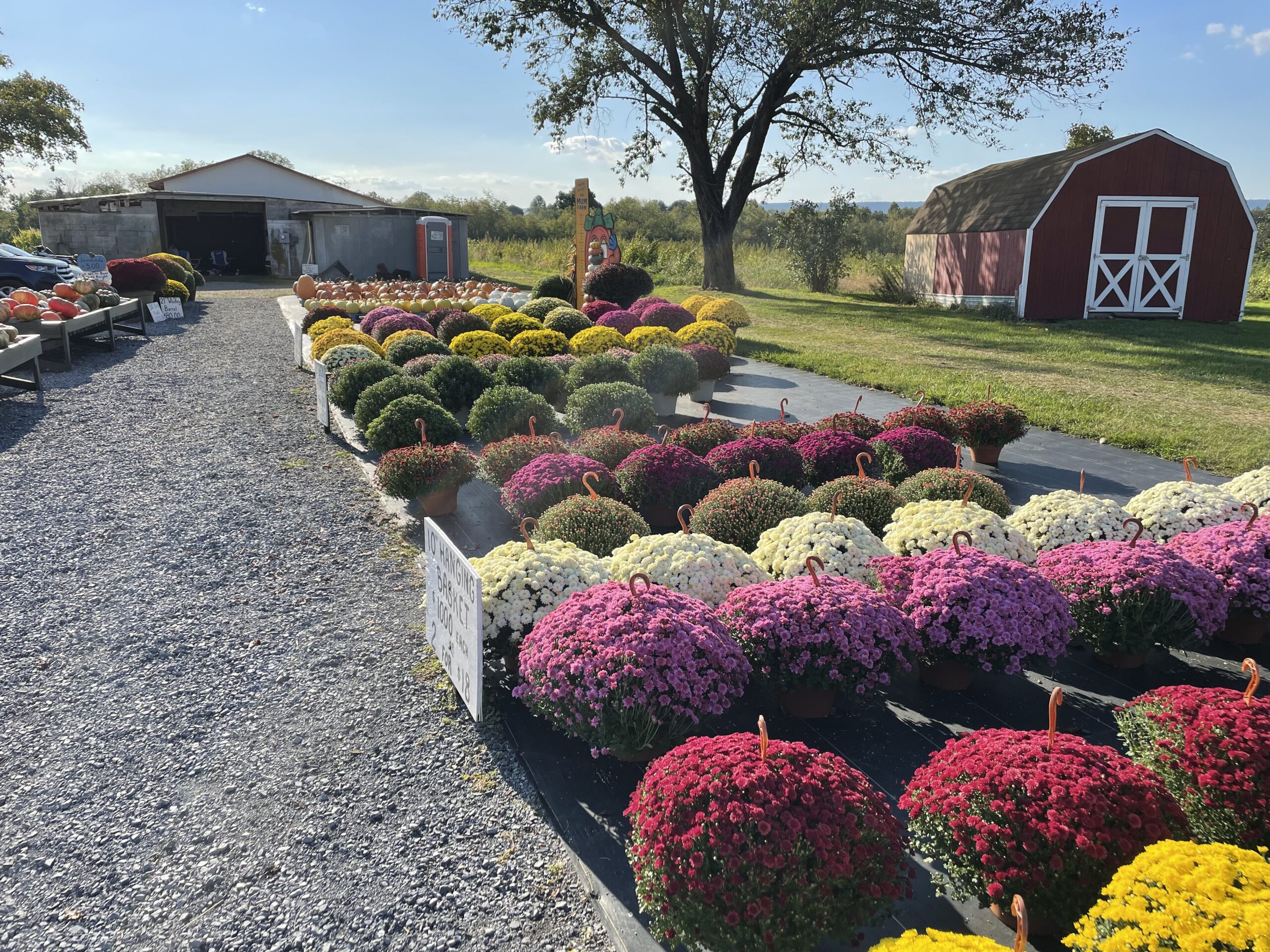 Colorful mums and pumpkins beside a gravel walkway and red shed at The Mum Farm.