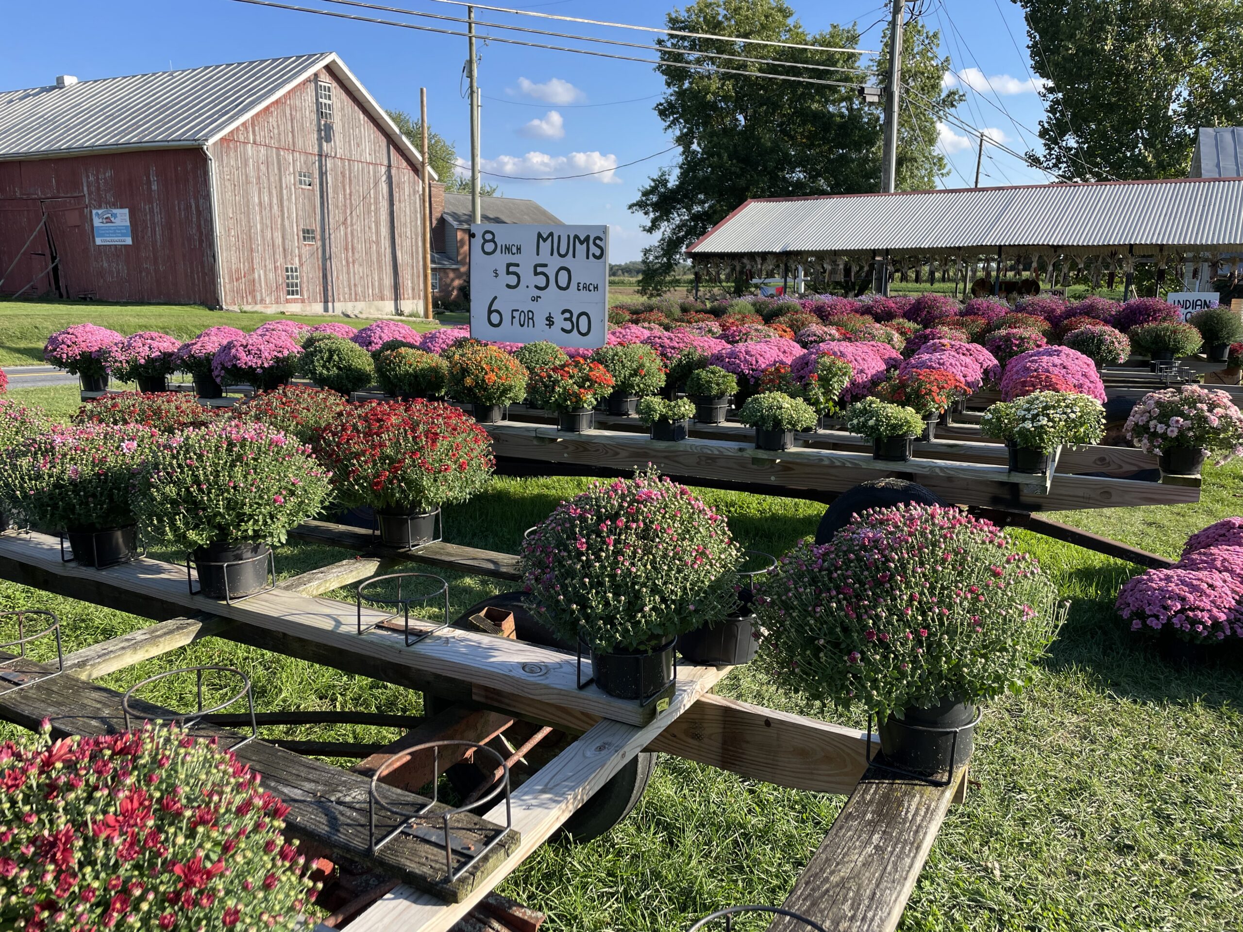 Rows of pink, red, and white potted mums displayed on wooden wagons at The Mum Farm.