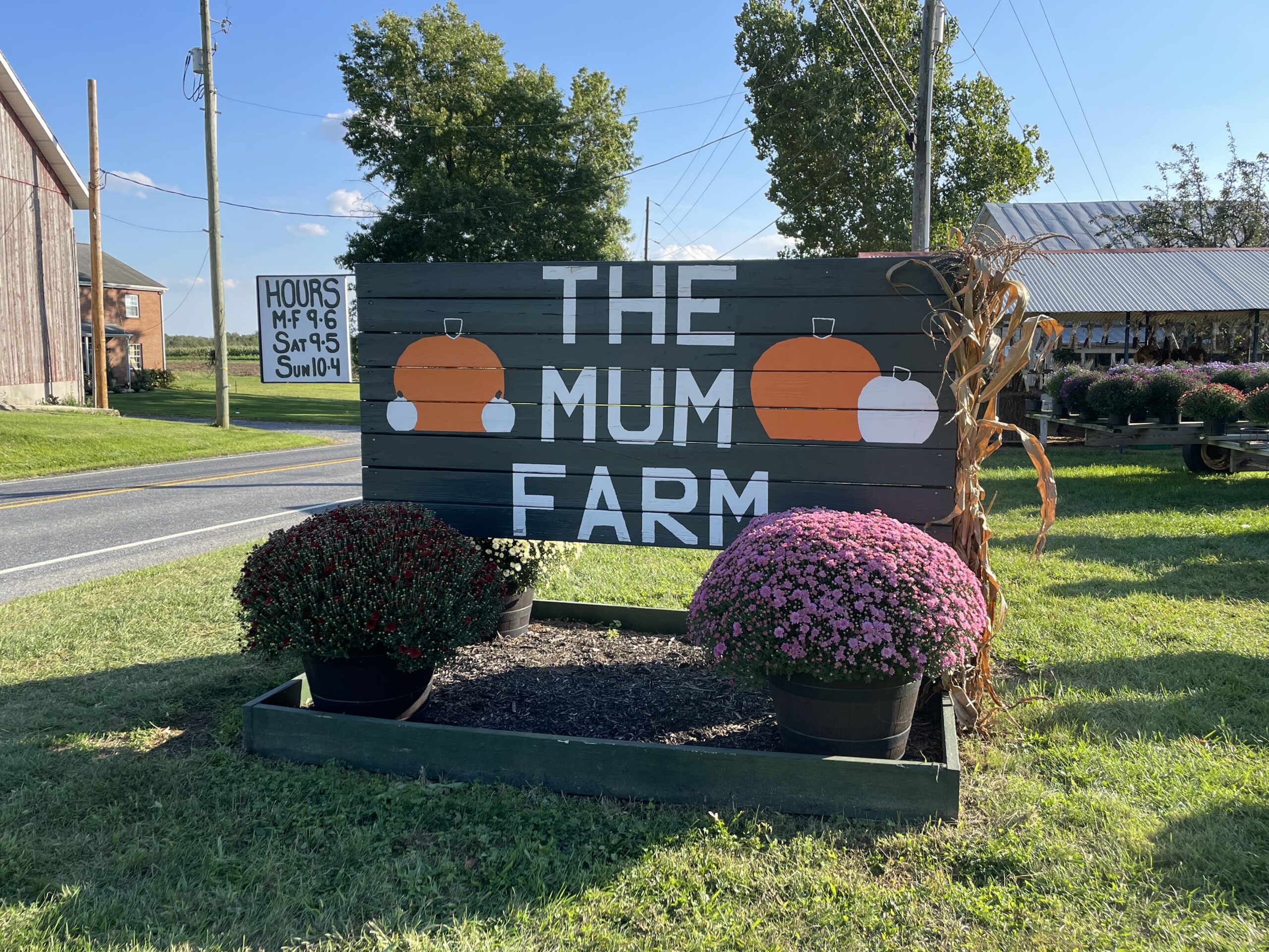 The Mum Farm roadside sign decorated with pumpkins and surrounded by potted mums.