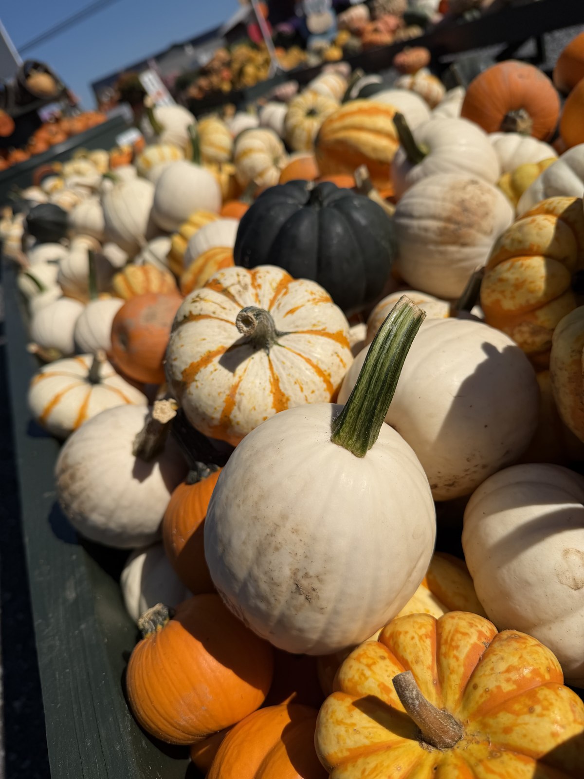 White, orange and striped pumpkins on display at The Mum Farm.